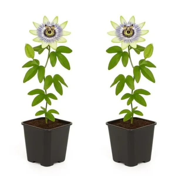 Exotisk Växt Grönvägg - Passionsblomma - Passiflora caerulea - Set om 2 - Kruka 11 cm