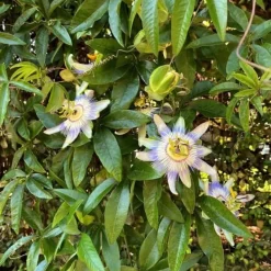 Exotisk Växt Grönvägg - Passionsblomma - Passiflora caerulea - Set om 2 - Kruka 11 cm