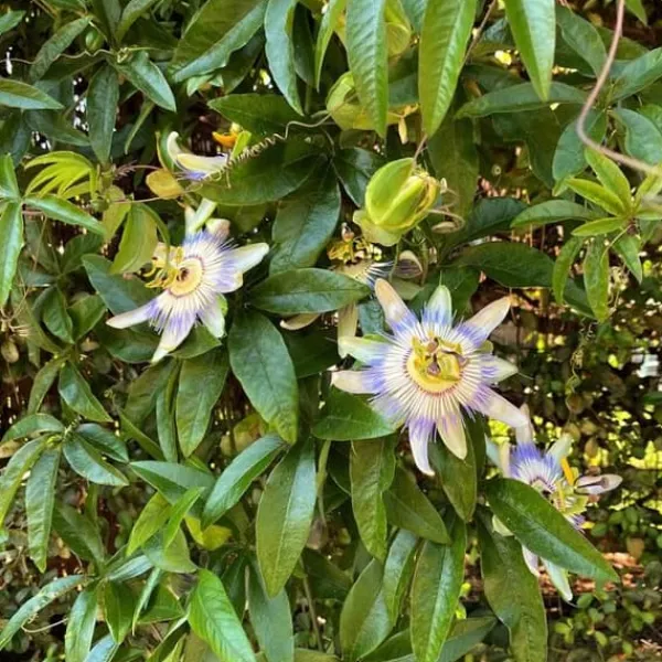 Exotisk Växt Grönvägg - Passionsblomma - Passiflora caerulea - Set om 2 - Kruka 11 cm