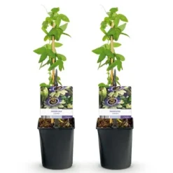 Exotisk Växt Grönvägg - Passionsblomma - Passiflora caerulea - Set om 2 - Kruka 11 cm