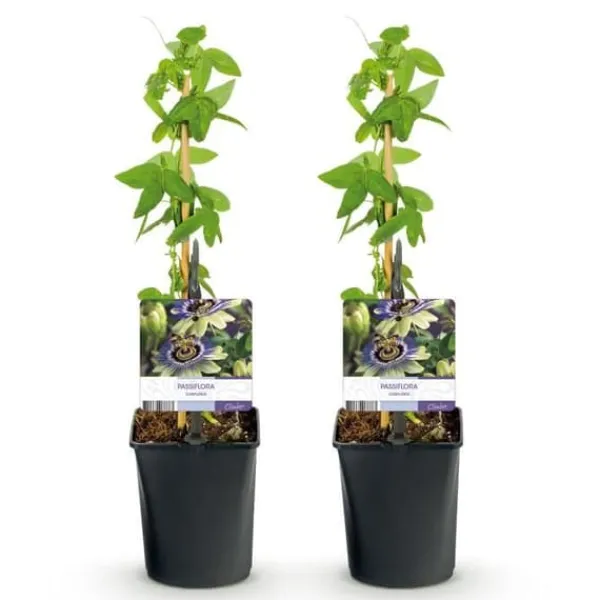 Exotisk Växt Grönvägg - Passionsblomma - Passiflora caerulea - Set om 2 - Kruka 11 cm