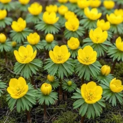 Exotiska blomsterlökar - Eranthis Cilicica (25 stycken) diameter 4-5cm