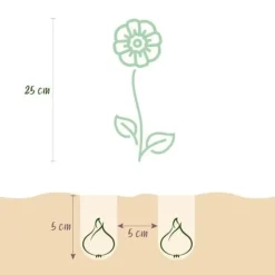 Exotiska blomsterlökar - Eranthis Cilicica (25 stycken) diameter 4-5cm