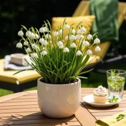 Best Exotiska blomsterlökar - Sommar Nodal Leucojum Aestivum - vit (20 stycken) diameter 8-9cm Fröer & Lökar