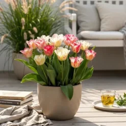 Exotiska blomsterlökar - Tulpaner Tulipa Hemisphere-Mix (12 styck) diameter 11-12cm
