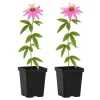 Exotiska Hjärta Klättrande Växter - Passionsblomma Passiflora Anastasia - Set om 2 - Kruka 11cm Krukväxter Inomhus