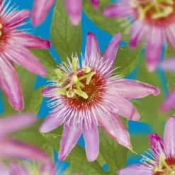 Exotiska Hjärta Klättrande Växter - Passionsblomma Passiflora Anastasia - Set om 2 - Kruka 11cm Krukväxter Inomhus