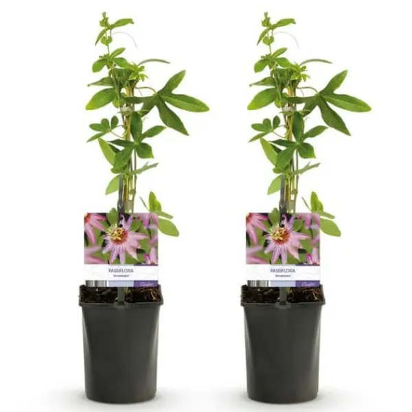 Exotiska Hjärta Klättrande Växter - Passionsblomma Passiflora Anastasia - Set om 2 - Kruka 11cm Krukväxter Inomhus