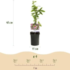 Exotiska Hjärta Klättrande Växter - Passionsblomma Passiflora Anastasia - Set om 2 - Kruka 11cm Krukväxter Inomhus