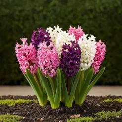 Exotiska lökar för blommor - Hyacint Pastellmix (10 stycken) diameter 14-15cm
