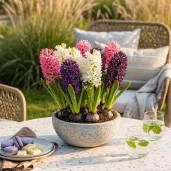 Exotiska lökar för blommor - Hyacint Pastellmix (10 stycken) diameter 14-15cm