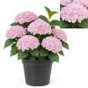 New Exotiskt hjärta - Hortensia - Hydrangea Magical Revolution Pink - 6-10 blommor - kruka 23cm Blommor
