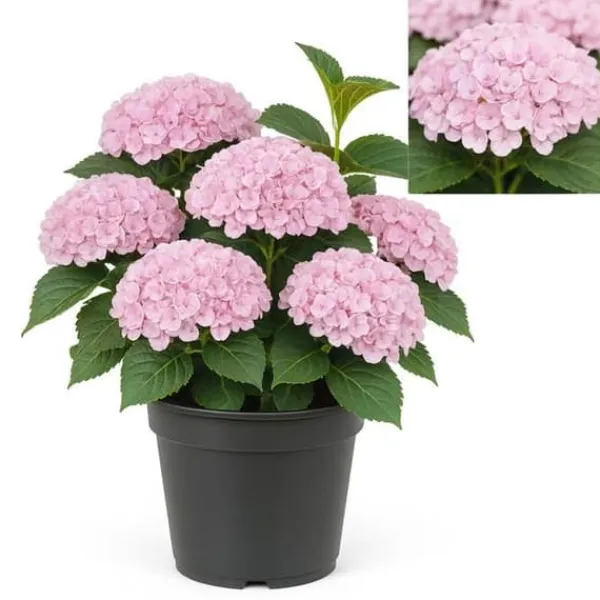 New Exotiskt hjärta - Hortensia - Hydrangea Magical Revolution Pink - 6-10 blommor - kruka 23cm Blommor