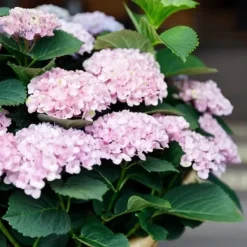 New Exotiskt hjärta - Hortensia - Hydrangea Magical Revolution Pink - 6-10 blommor - kruka 23cm Blommor