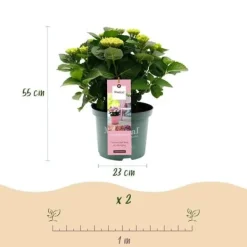 New Exotiskt hjärta - Hortensia - Hydrangea Magical Revolution Pink - 6-10 blommor - kruka 23cm Blommor