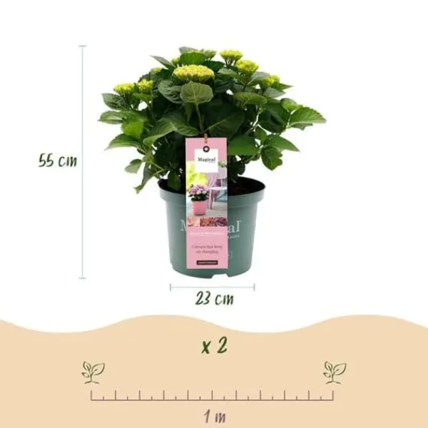 New Exotiskt hjärta - Hortensia - Hydrangea Magical Revolution Pink - 6-10 blommor - kruka 23cm Blommor