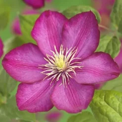 New Exotiskt hjärta - Klätterväxter - Clematis Ville de Lyon - Set om 2 - kruka 11cm Trädgårdsväxter