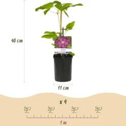 New Exotiskt hjärta - Klätterväxter - Clematis Ville de Lyon - Set om 2 - kruka 11cm Trädgårdsväxter
