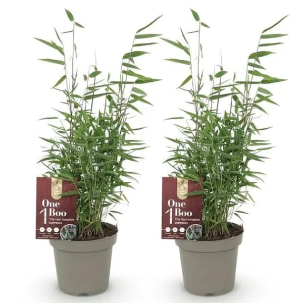 Exotiskt Hjärta Bambus - Fargesia Red Dragon - Röd - Set med 2 krukor 14cm Höjd 35cm