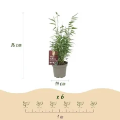 Exotiskt Hjärta Bambus - Fargesia Red Dragon - Röd - Set med 2 krukor 14cm Höjd 35cm