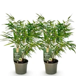 Exotiskt Hjärta Bambus - Fargesia rufa - Grön - Set med 2 krukor 17cm Höjd 60cm