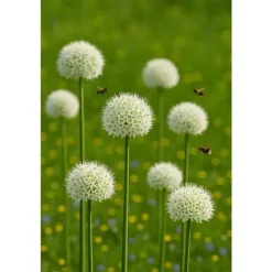 Outlet Exotiskt hjärta blomlökar - Prydnadsvitlök Allium White Giant (5 stycken) Blommor