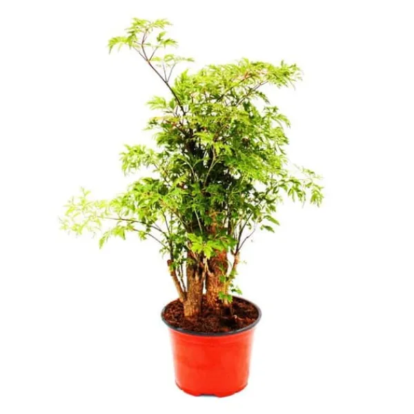 Outlet Feather aralia - Polyscias fruticosa - lättskött krukväxt med stam - 12 cm kruka Krukväxter Inomhus