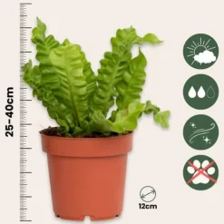 Outlet Fågelbobräken - Set om 2 - Asplenium nidus 'Crispy Wave' - Höjd 25-40cm - ⌀12cm Krukväxter Inomhus