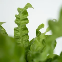 Outlet Fågelbobräken - Set om 2 - Asplenium nidus 'Crispy Wave' - Höjd 25-40cm - ⌀12cm Krukväxter Inomhus