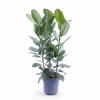 Ficus Audrey Krukväxt med 3 Sticklingar Ø27 cm, Höjd ca 105 cm
