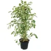 Online Ficus benjamini "Twilight" i 17 cm kruka Krukväxter Inomhus