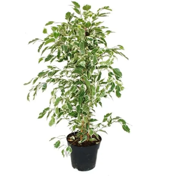 Online Ficus benjamini "Twilight" i 17 cm kruka Krukväxter Inomhus