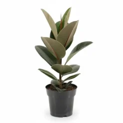 Ficus Elastica Gummiträd, Kruka Ø17 cm, Höjd ca 55 cm