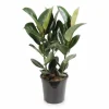Ficus Elastica Robusta Krukväxt Ø27 cm, 85 cm Hög