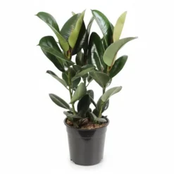 Ficus Elastica Robusta Krukväxt Ø27 cm, 85 cm Hög
