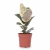 Discount Ficus Elastica 'Tineke' Krukväxt Ø17 cm, Höjd ca 50 cm Krukväxter Inomhus