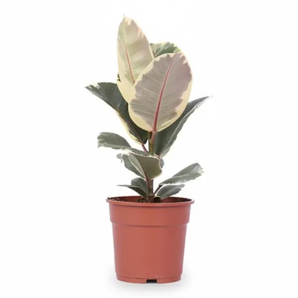 Discount Ficus Elastica 'Tineke' Krukväxt Ø17 cm, Höjd ca 50 cm Krukväxter Inomhus