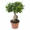 Ficus Ginseng Bonsai - Krukstorlek Ø17 cm, Höjd ca 40 cm