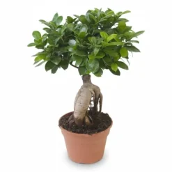 Ficus Ginseng Bonsai - Krukstorlek Ø17 cm, Höjd ca 40 cm