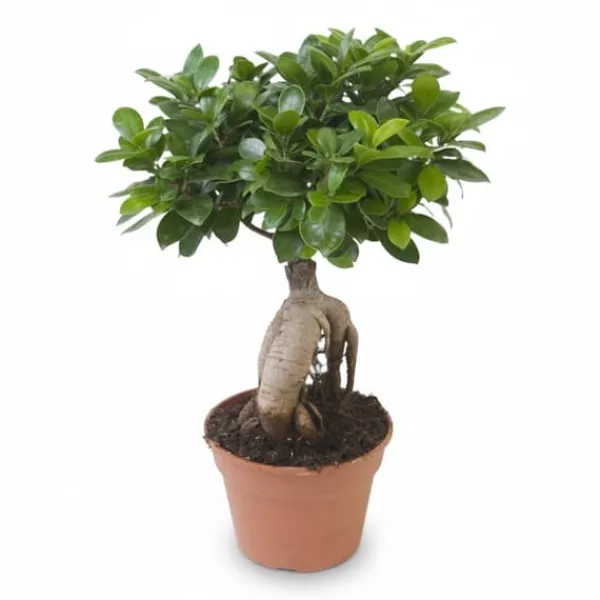 Ficus Ginseng Bonsai - Krukstorlek Ø17 cm, Höjd ca 40 cm