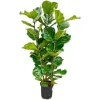 Ficus lyrata - Fiolfikus - ensam planta - höjd ca 155cm - kruka 27cm