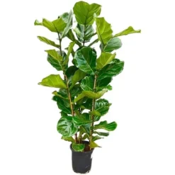 Ficus lyrata - Fiolfikus - ensam planta - höjd ca 155cm - kruka 27cm