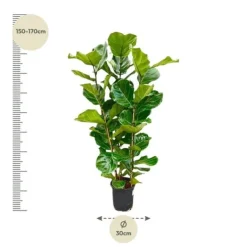 Ficus lyrata - Fiolfikus - ensam planta - höjd ca 155cm - kruka 27cm