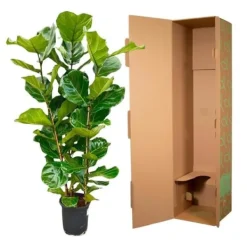 Ficus lyrata - Fiolfikus - ensam planta - höjd ca 155cm - kruka 27cm