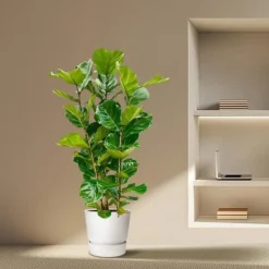 Ficus lyrata - Fiolfikus - ensam planta - höjd ca 155cm - kruka 27cm