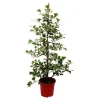 Outlet Ficus triangularis variegata - Triangulärbladig ficus - Natal fig Krukväxter Inomhus