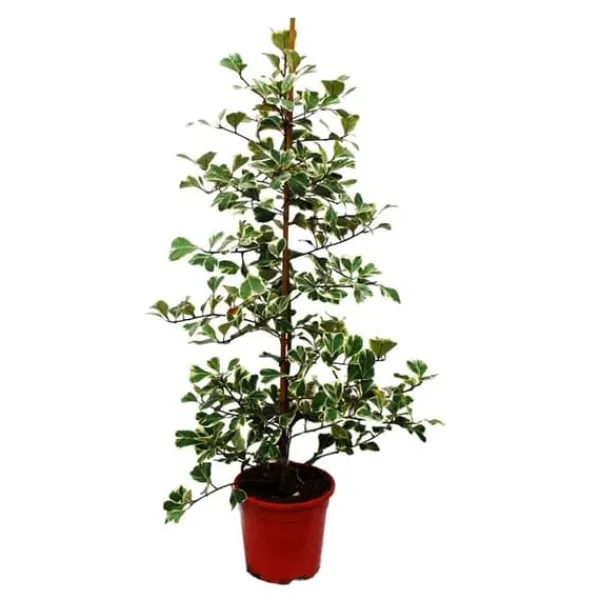 Outlet Ficus triangularis variegata - Triangulärbladig ficus - Natal fig Krukväxter Inomhus
