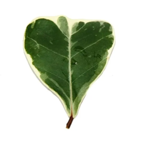 Outlet Ficus triangularis variegata - Triangulärbladig ficus - Natal fig Krukväxter Inomhus