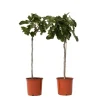 Fikon - Set om 2 - Ficus Carica - Höjd 70-90cm - ⌀21cm