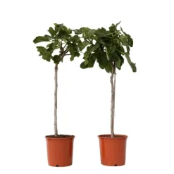 Fikon - Set om 2 - Ficus Carica - Höjd 70-90cm - ⌀21cm